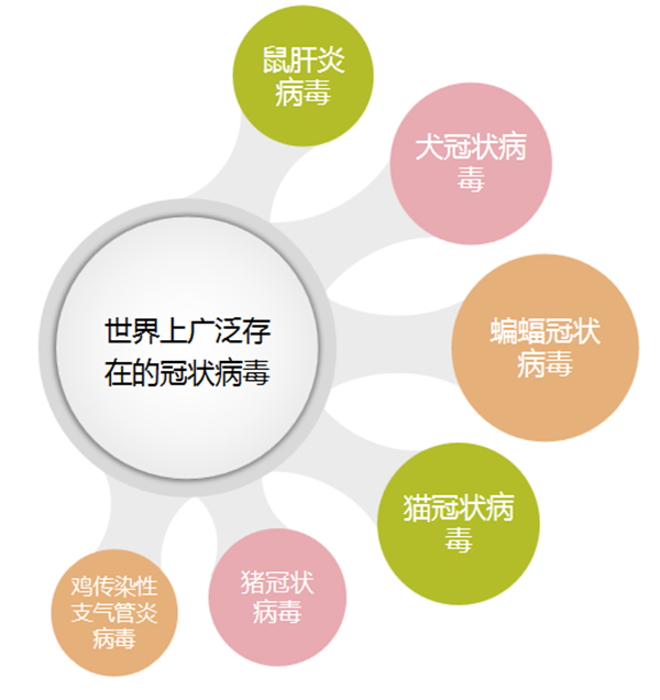 宠物需要带N95口罩吗？