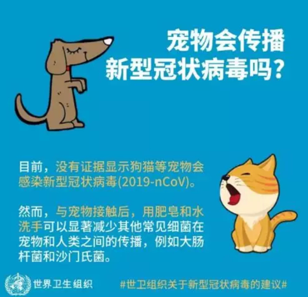 疫情期间，如何爱护我们的汪星人和喵星人